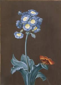 Primula Auricula met mot